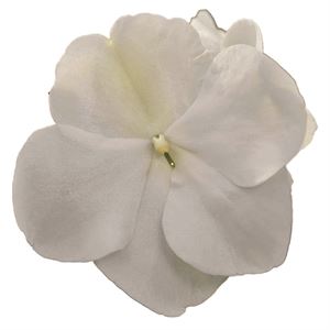 Afbeelding van Impatiens P9 White